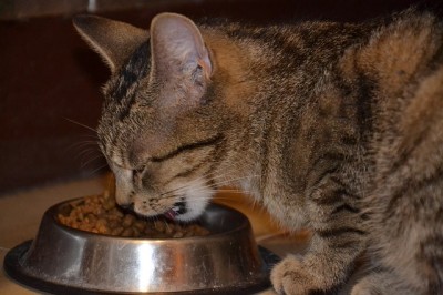 Ständiges Nahrungsangebot verführt auch Katzen zum Naschen.