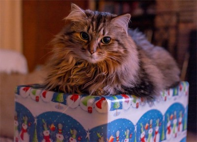 Weihnachtsgeschenk für Ihre Katze