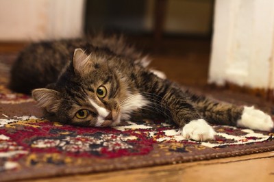 Katzenhaare von Teppichen und Couch entfernen