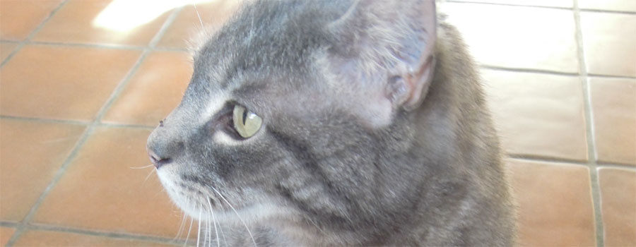 Der Lange Weg Tasso E V Bringt Kater Jakob Nach Sechs Jahren