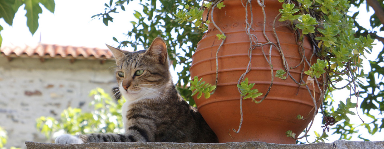 Dänemark Urlaub Mit Katze Katzende