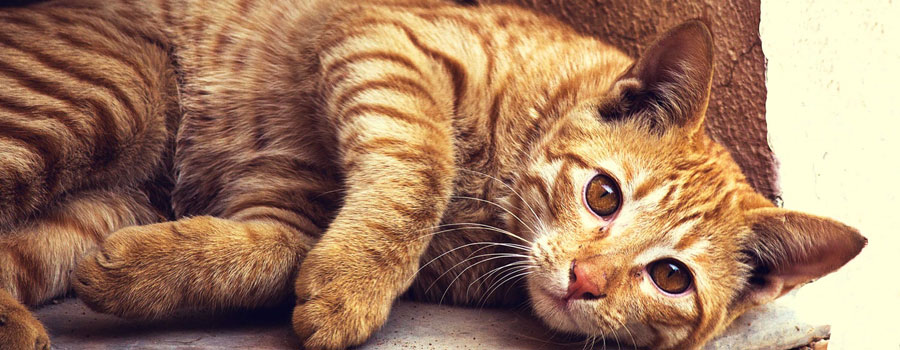 Wurmbefall Bei Katzen Erkennen Und Behandeln Katzende