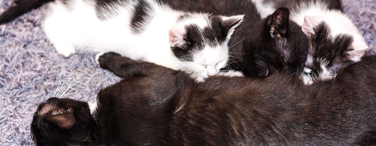 Würmer Durch Die Muttermilch So Können Katzenwelpen