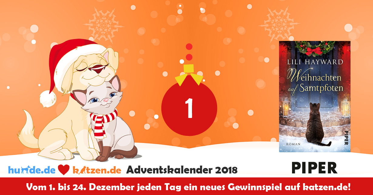 Pc Gewinnspiel Weihnachten 2022 Gewinnspiel Weihnachten auf Samtpfoten Katzen.de